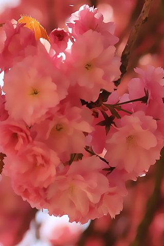  2015 2016 bntpal_1425531287_43