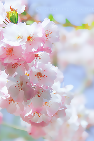  2015 2016 bntpal_1425531287_91