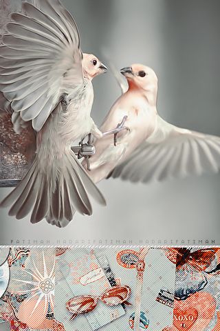 bntpal_1426021500_66