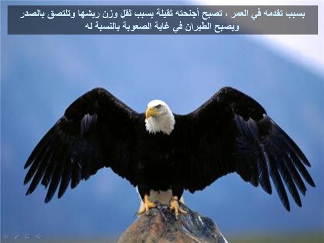bntpal_1426183975_13