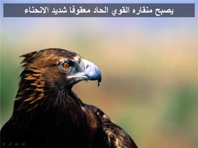 bntpal_1426183975_37