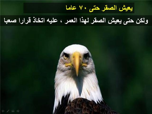 bntpal_1426183975_48