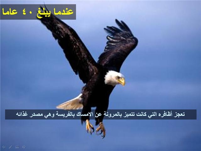 bntpal_1426183975_75