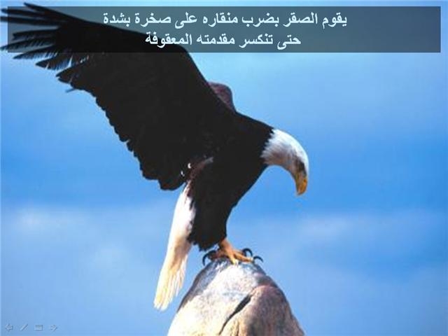 bntpal_1426183976_14