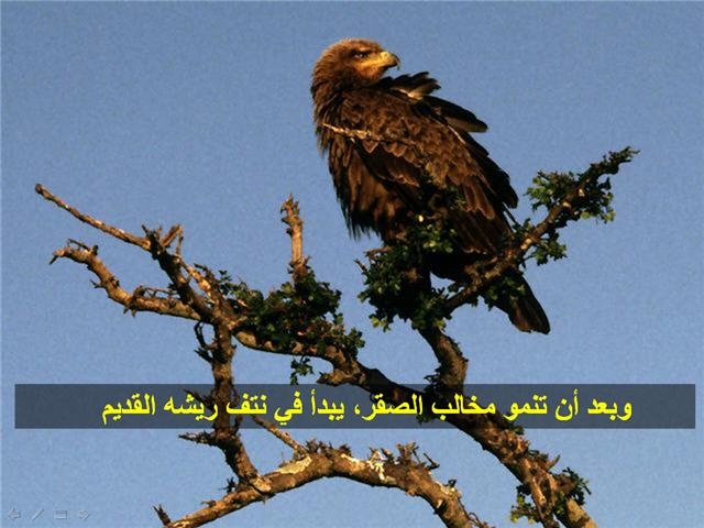 bntpal_1426183976_37