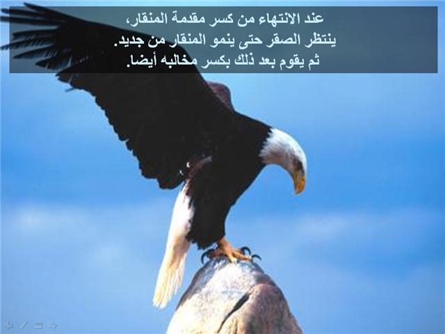bntpal_1426183976_55
