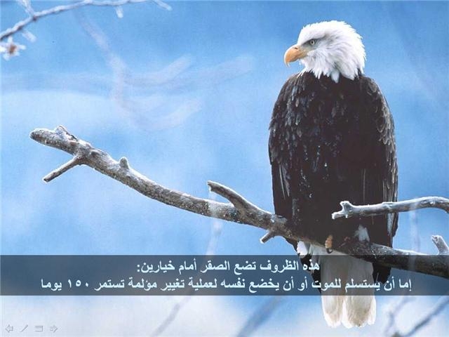 bntpal_1426183976_64