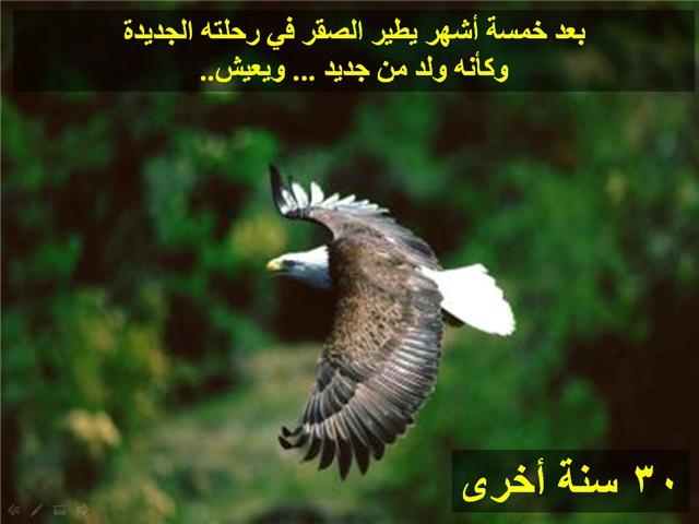 bntpal_1426183976_65