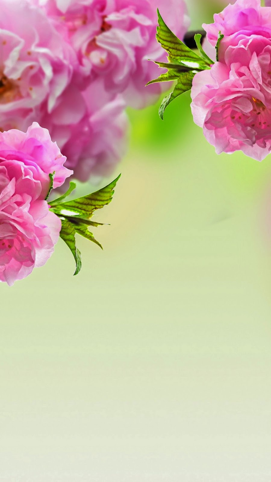 2015 2016 bntpal_1426302358_65