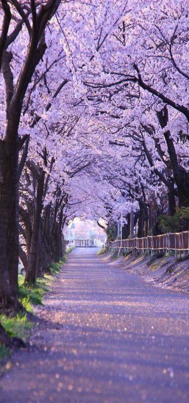 bntpal_1426509691_80