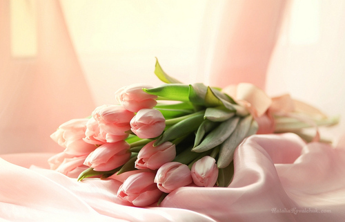   bntpal_1426707648_96