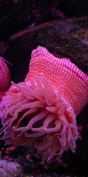 bntpal_1426789414_93