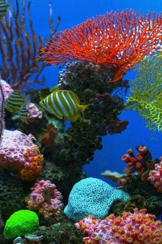 bntpal_1426789419_17