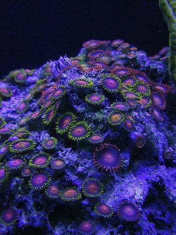 bntpal_1426789424_37