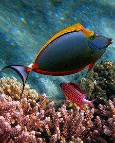 bntpal_1426789427_24