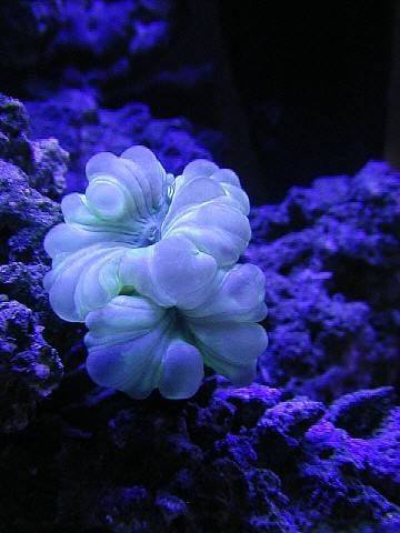 bntpal_1426789434_79