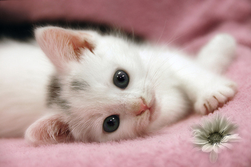  "  " ღ bntpal_1426843986_87