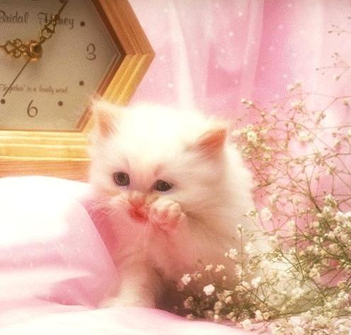  "  " ღ bntpal_1426843987_90