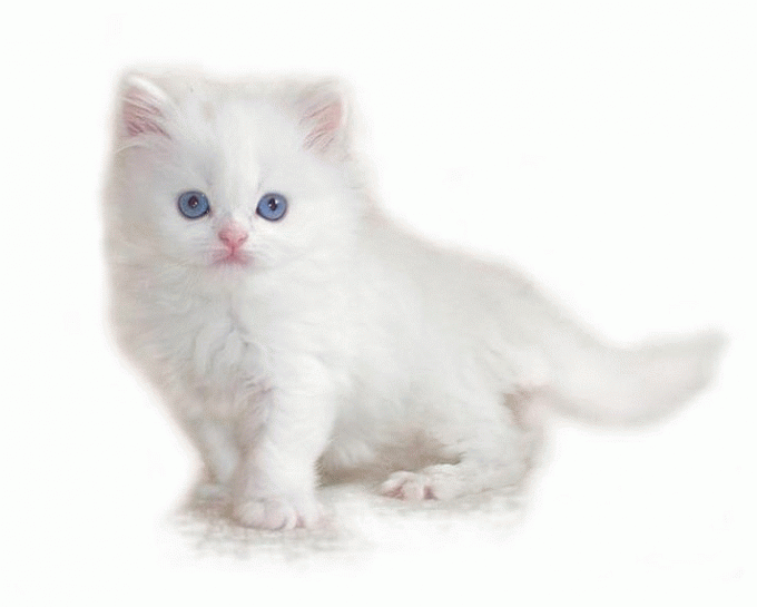  "  " ღ bntpal_1426843988_93