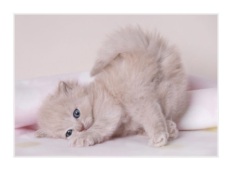  "  " ღ bntpal_1426843989_16
