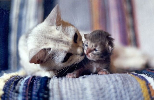  "  " ღ bntpal_1426843989_76