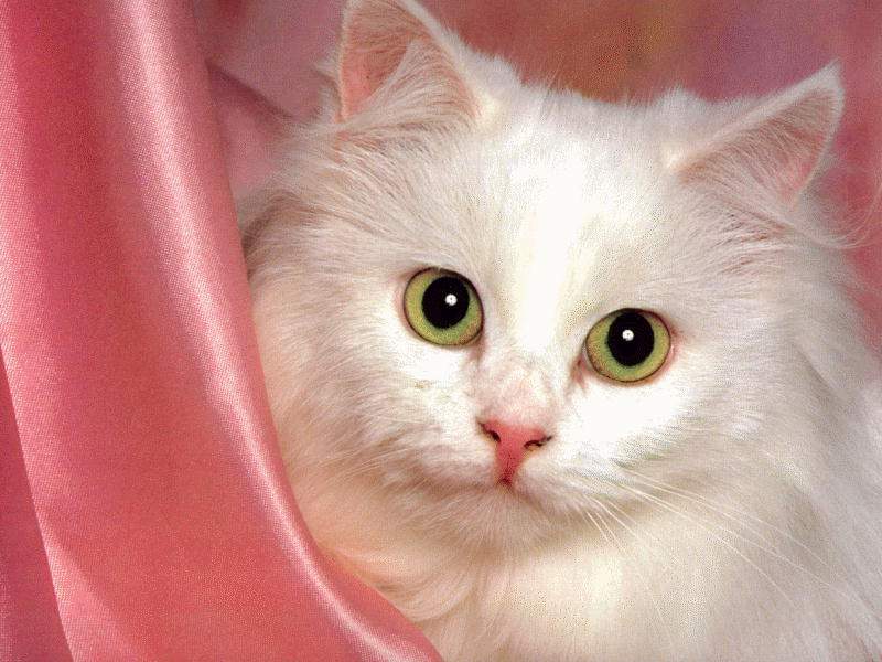  "  " ღ bntpal_1426843991_22