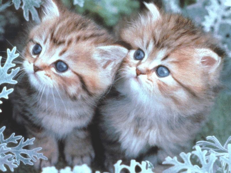  "  " ღ bntpal_1426843993_62