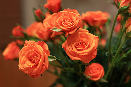 bntpal_1426956050_72