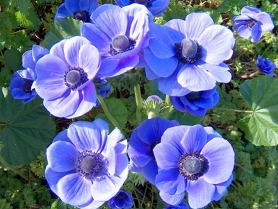 bntpal_1427011379_94