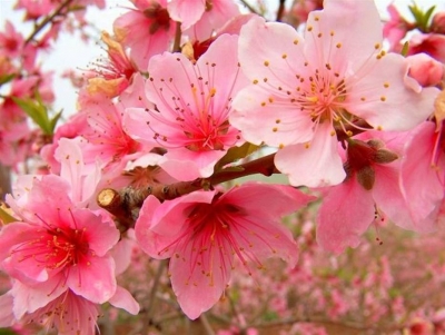 bntpal_1427011381_21
