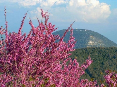 bntpal_1427011397_10