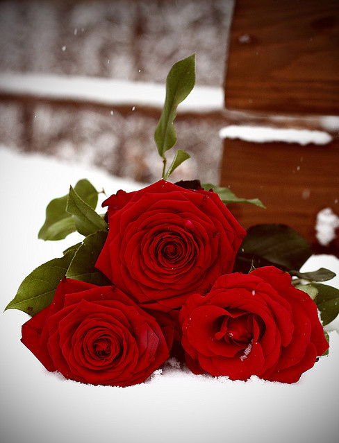 bntpal_1427033166_51