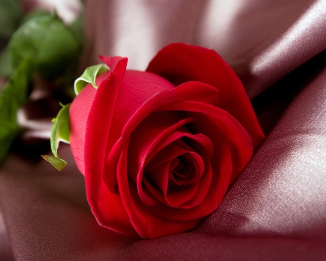 bntpal_1427033167_67
