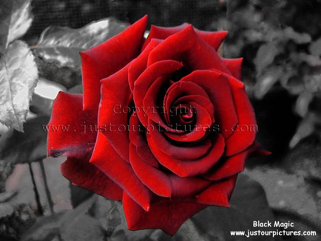 bntpal_1427033167_74