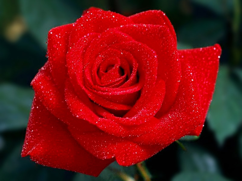 bntpal_1427033168_38