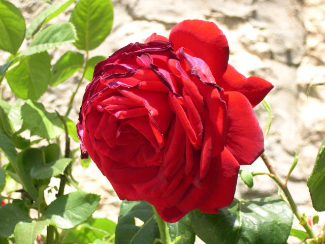 bntpal_1427033169_36