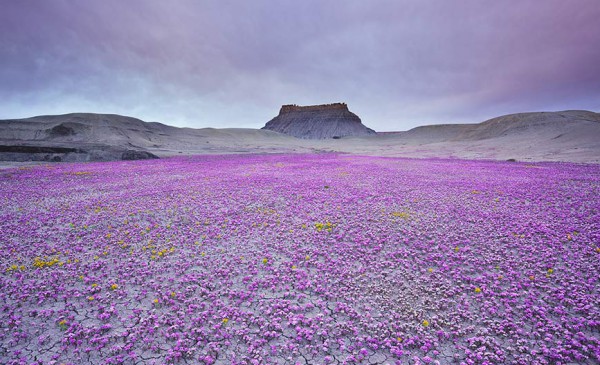 bntpal_1427224699_60