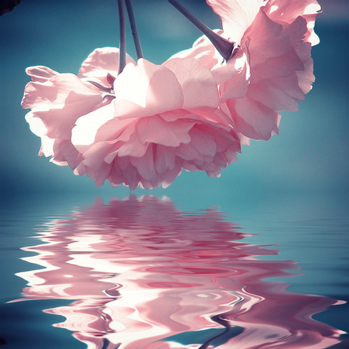    bntpal_1427386908_69
