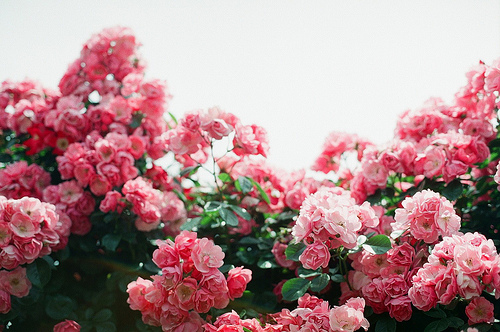    bntpal_1427386910_71