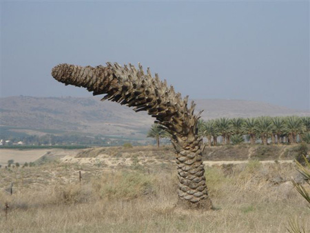 bntpal_1427452489_58