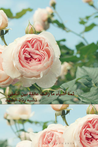bntpal_1427485638_30