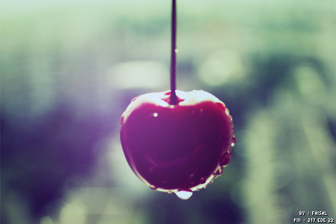 2015 2016 bntpal_1427531402_81