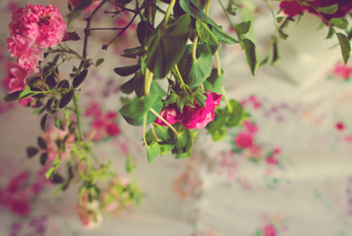bntpal_1427610500_97