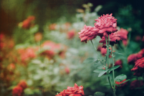bntpal_1427610502_18