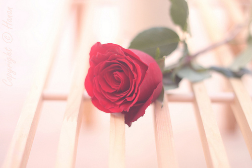 bntpal_1427640548_46