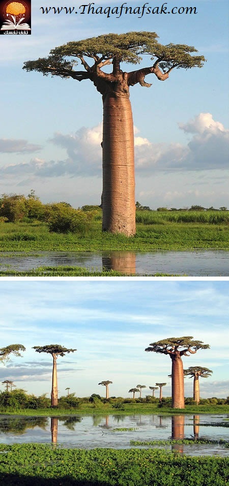  bntpal_1427798673_79