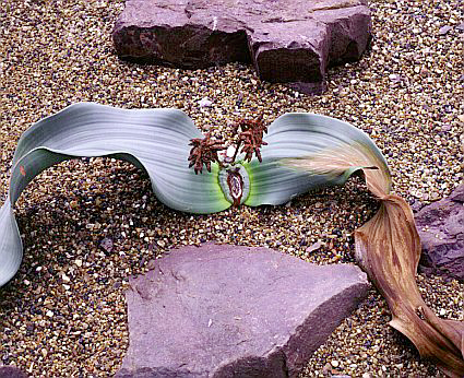  bntpal_1427798674_60