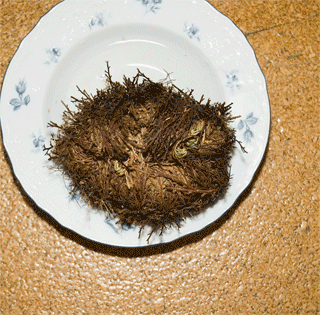  bntpal_1427798675_78