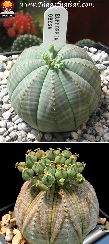  bntpal_1427798675_95