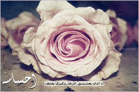bntpal_1427823339_12